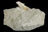 Eocene Otodus Shark Tooth Fossil in Rock - Huge Tooth! #171288-2